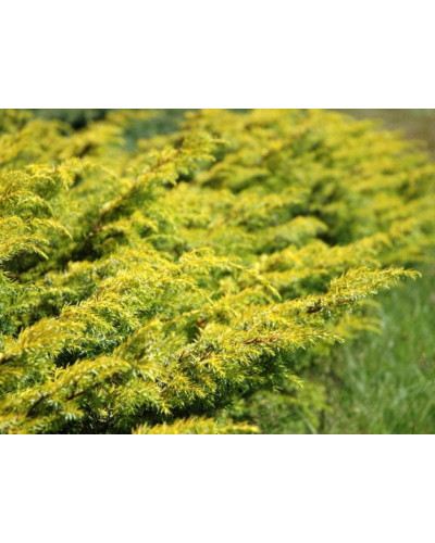 Ялівець звичайний Депресса Ауреа | Juniperus communis Depressa Aurea | Можжевельник обыкновенный Депресса Ауреа