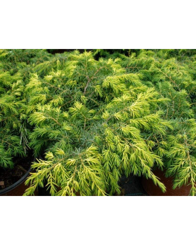 Ялівець звичайний Депресса Ауреа | Juniperus communis Depressa Aurea | Можжевельник обыкновенный Депресса Ауреа