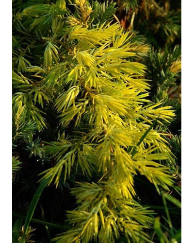 Ялівець звичайний Депресса Ауреа | Juniperus communis Depressa Aurea | Можжевельник обыкновенный Депресса Ауреа