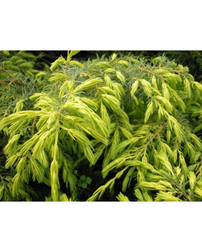 Ялівець звичайний Депресса Ауреа | Juniperus communis Depressa Aurea | Можжевельник обыкновенный Депресса Ауреа