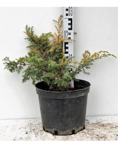 Ялівець звичайний Депресса Ауреа | Juniperus communis Depressa Aurea | Можжевельник обыкновенный Депресса Ауреа
