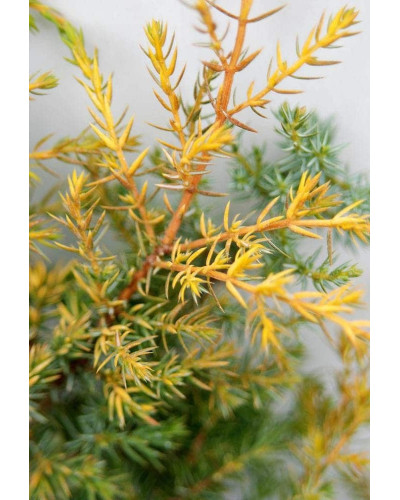 Ялівець звичайний Депресса Ауреа | Juniperus communis Depressa Aurea | Можжевельник обыкновенный Депресса Ауреа