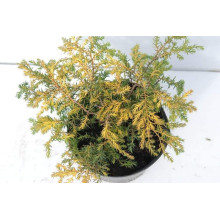 Ялівець звичайний Депресса Ауреа | Juniperus communis Depressa Aurea | Можжевельник обыкновенный Депресса Ауреа