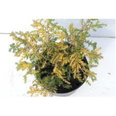 Ялівець звичайний Депресса Ауреа | Juniperus communis Depressa Aurea | Можжевельник обыкновенный Депресса Ауреа
