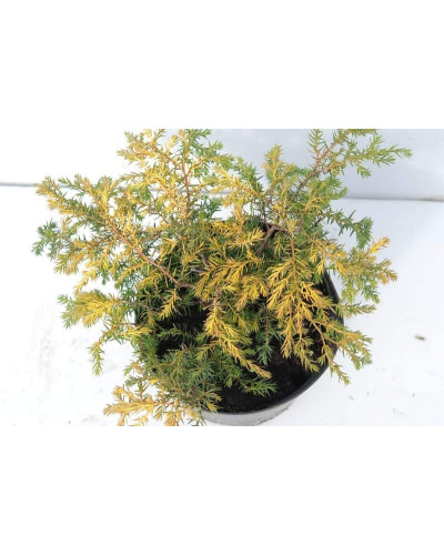 Ялівець звичайний Депресса Ауреа | Juniperus communis Depressa Aurea | Можжевельник обыкновенный Депресса Ауреа