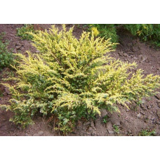 Ялівець звичайний Депресса Ауреа | Juniperus communis Depressa Aurea | Можжевельник обыкновенный Депресса Ауреа