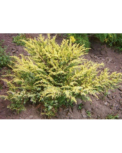 Ялівець звичайний Депресса Ауреа | Juniperus communis Depressa Aurea | Можжевельник обыкновенный Депресса Ауреа