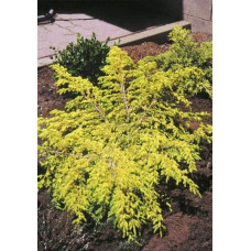 Ялівець звичайний Депресса Ауреа | Juniperus communis Depressa Aurea | Можжевельник обыкновенный Депресса Ауреа