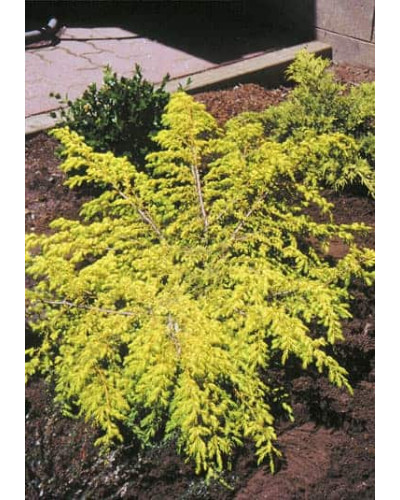 Ялівець звичайний Депресса Ауреа | Juniperus communis Depressa Aurea | Можжевельник обыкновенный Депресса Ауреа