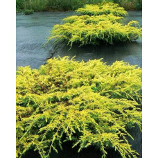 Ялівець звичайний Депресса Ауреа | Juniperus communis Depressa Aurea | Можжевельник обыкновенный Депресса Ауреа