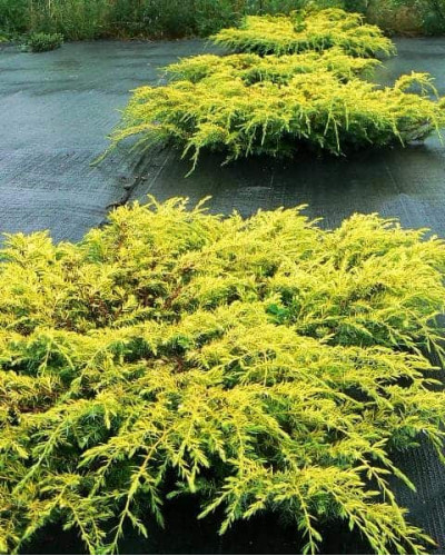 Ялівець звичайний Депресса Ауреа | Juniperus communis Depressa Aurea | Можжевельник обыкновенный Депресса Ауреа