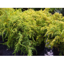 Ялівець звичайний Депресса Ауреа | Juniperus communis Depressa Aurea | Можжевельник обыкновенный Депресса Ауреа
