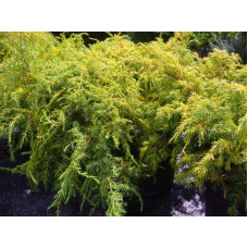 Ялівець звичайний Депресса Ауреа | Juniperus communis Depressa Aurea | Можжевельник обыкновенный Депресса Ауреа