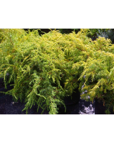 Ялівець звичайний Депресса Ауреа | Juniperus communis Depressa Aurea | Можжевельник обыкновенный Депресса Ауреа