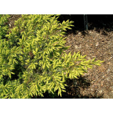 Ялівець звичайний Депресса Ауреа | Juniperus communis Depressa Aurea | Можжевельник обыкновенный Депресса Ауреа