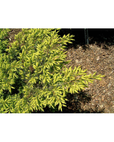 Ялівець звичайний Депресса Ауреа | Juniperus communis Depressa Aurea | Можжевельник обыкновенный Депресса Ауреа
