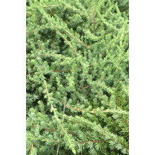 Ялівець звичайний Грінмантл / Грін Мантл | Juniperus communis Greenmantle / Green Mantle | Можжевельник обыкновенный Гринмантл / Грин Мантл
