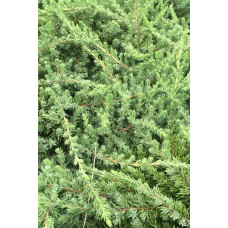 Ялівець звичайний Грінмантл / Грін Мантл | Juniperus communis Greenmantle / Green Mantle | Можжевельник обыкновенный Гринмантл / Грин Мантл