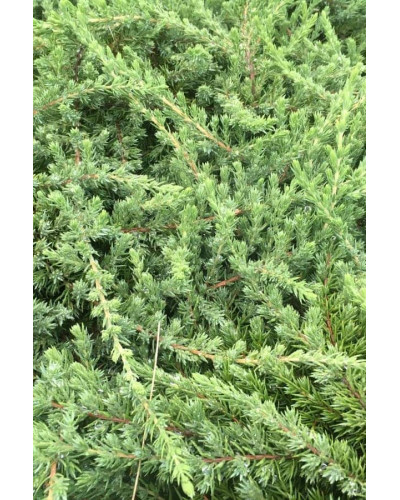 Ялівець звичайний Грінмантл / Грін Мантл | Juniperus communis Greenmantle / Green Mantle | Можжевельник обыкновенный Гринмантл / Грин Мантл