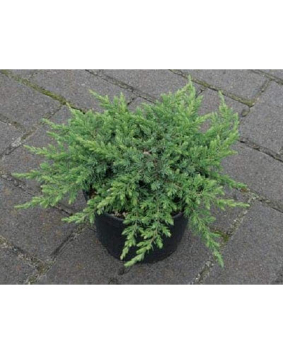 Ялівець звичайний Грінмантл / Грін Мантл | Juniperus communis Greenmantle / Green Mantle | Можжевельник обыкновенный Гринмантл / Грин Мантл