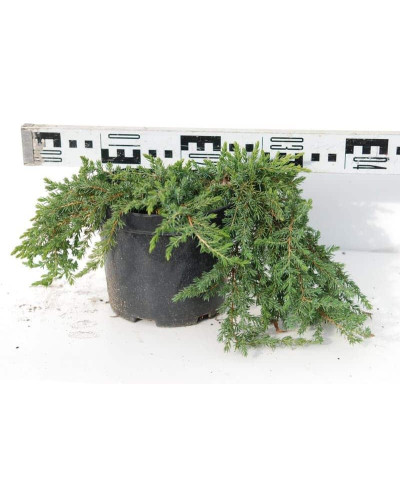 Ялівець звичайний Грінмантл / Грін Мантл | Juniperus communis Greenmantle / Green Mantle | Можжевельник обыкновенный Гринмантл / Грин Мантл