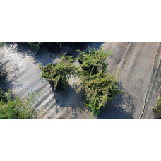 Ялівець звичайний Грінмантл / Грін Мантл | Juniperus communis Greenmantle / Green Mantle | Можжевельник обыкновенный Гринмантл / Грин Мантл