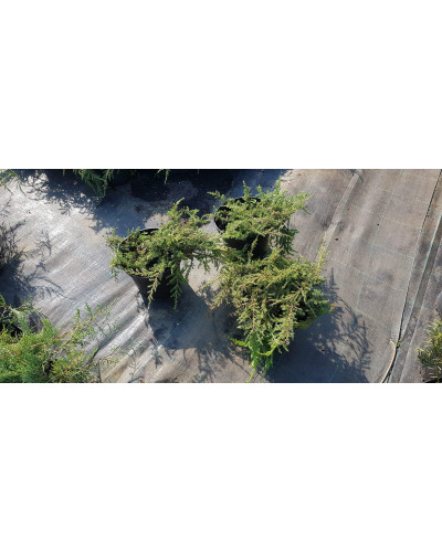 Ялівець звичайний Грінмантл / Грін Мантл | Juniperus communis Greenmantle / Green Mantle | Можжевельник обыкновенный Гринмантл / Грин Мантл