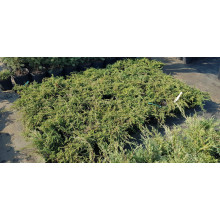 Ялівець звичайний Грінмантл / Грін Мантл | Juniperus communis Greenmantle / Green Mantle | Можжевельник обыкновенный Гринмантл / Грин Мантл
