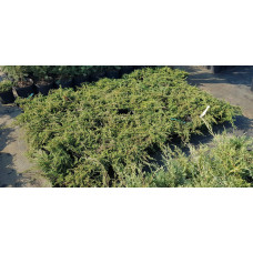 Ялівець звичайний Грінмантл / Грін Мантл | Juniperus communis Greenmantle / Green Mantle | Можжевельник обыкновенный Гринмантл / Грин Мантл