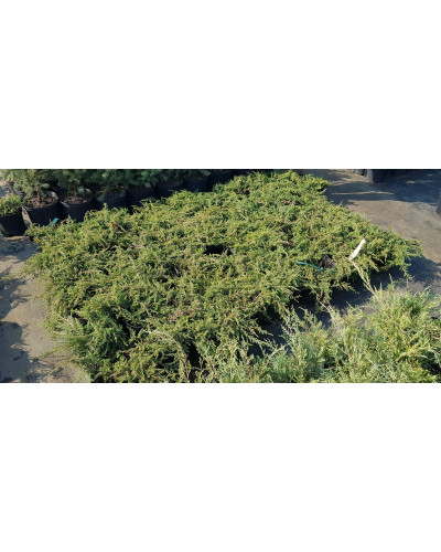 Ялівець звичайний Грінмантл / Грін Мантл | Juniperus communis Greenmantle / Green Mantle | Можжевельник обыкновенный Гринмантл / Грин Мантл