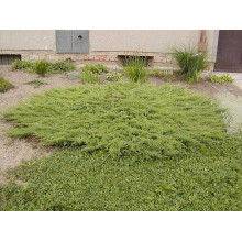Ялівець звичайний Грінмантл / Грін Мантл | Juniperus communis Greenmantle / Green Mantle | Можжевельник обыкновенный Гринмантл / Грин Мантл