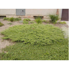 Ялівець звичайний Грінмантл / Грін Мантл | Juniperus communis Greenmantle / Green Mantle | Можжевельник обыкновенный Гринмантл / Грин Мантл