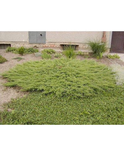 Ялівець звичайний Грінмантл / Грін Мантл | Juniperus communis Greenmantle / Green Mantle | Можжевельник обыкновенный Гринмантл / Грин Мантл