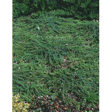 Ялівець звичайний Грінмантл / Грін Мантл | Juniperus communis Greenmantle / Green Mantle | Можжевельник обыкновенный Гринмантл / Грин Мантл
