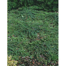 Ялівець звичайний Грінмантл / Грін Мантл | Juniperus communis Greenmantle / Green Mantle | Можжевельник обыкновенный Гринмантл / Грин Мантл