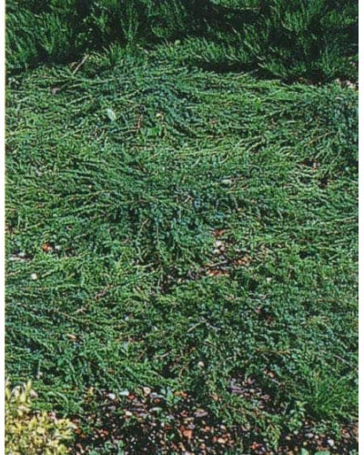 Ялівець звичайний Грінмантл / Грін Мантл | Juniperus communis Greenmantle / Green Mantle | Можжевельник обыкновенный Гринмантл / Грин Мантл