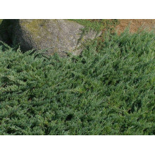 Ялівець звичайний Грінмантл / Грін Мантл | Juniperus communis Greenmantle / Green Mantle | Можжевельник обыкновенный Гринмантл / Грин Мантл