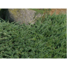 Ялівець звичайний Грінмантл / Грін Мантл | Juniperus communis Greenmantle / Green Mantle | Можжевельник обыкновенный Гринмантл / Грин Мантл