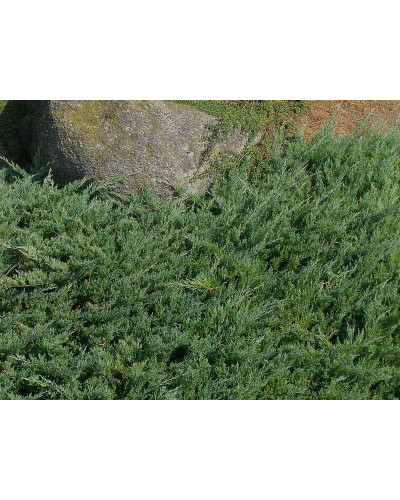 Ялівець звичайний Грінмантл / Грін Мантл | Juniperus communis Greenmantle / Green Mantle | Можжевельник обыкновенный Гринмантл / Грин Мантл