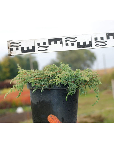 Ялівець звичайний Грінмантл / Грін Мантл | Juniperus communis Greenmantle / Green Mantle | Можжевельник обыкновенный Гринмантл / Грин Мантл