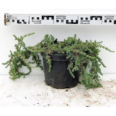 Ялівець звичайний Грінмантл / Грін Мантл | Juniperus communis Greenmantle / Green Mantle | Можжевельник обыкновенный Гринмантл / Грин Мантл