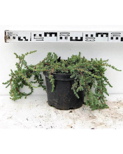 Ялівець звичайний Грінмантл / Грін Мантл | Juniperus communis Greenmantle / Green Mantle | Можжевельник обыкновенный Гринмантл / Грин Мантл