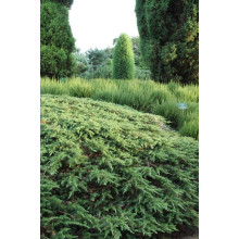Ялівець звичайний Грін Карпет | Juniperus communis Green Carpet | Можжевельник обыкновенный Грин Карпет
