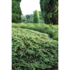Ялівець звичайний Грін Карпет | Juniperus communis Green Carpet | Можжевельник обыкновенный Грин Карпет