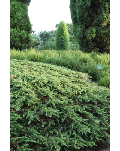 Ялівець звичайний Грін Карпет | Juniperus communis Green Carpet | Можжевельник обыкновенный Грин Карпет