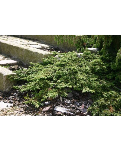 Ялівець звичайний Грін Карпет | Juniperus communis Green Carpet | Можжевельник обыкновенный Грин Карпет