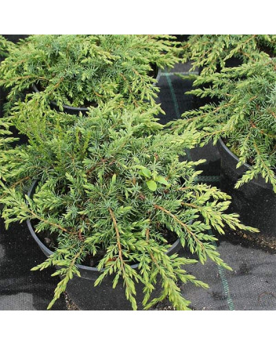 Ялівець звичайний Грін Карпет | Juniperus communis Green Carpet | Можжевельник обыкновенный Грин Карпет