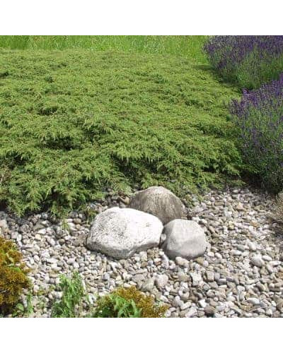 Ялівець звичайний Грін Карпет | Juniperus communis Green Carpet | Можжевельник обыкновенный Грин Карпет