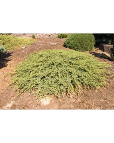 Ялівець звичайний Грін Карпет | Juniperus communis Green Carpet | Можжевельник обыкновенный Грин Карпет