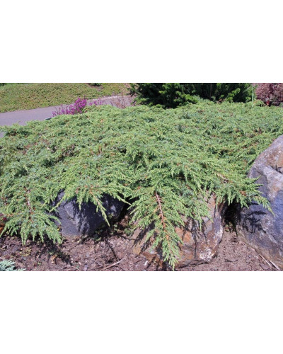 Ялівець звичайний Грін Карпет | Juniperus communis Green Carpet | Можжевельник обыкновенный Грин Карпет